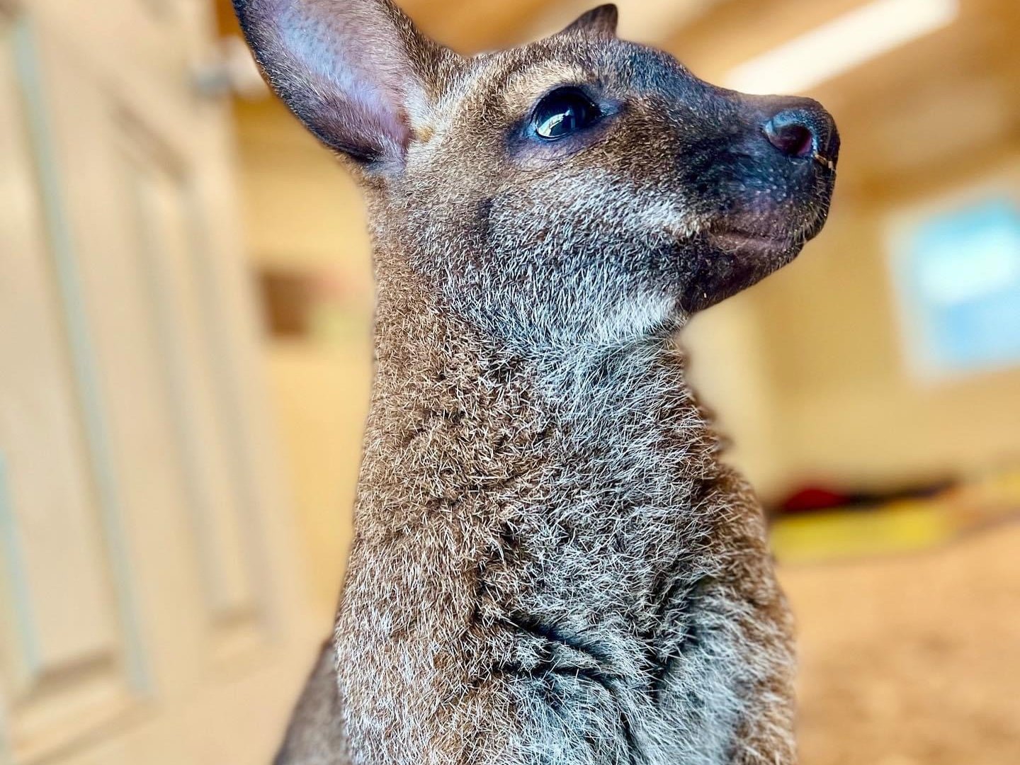 Mini kangaroo wallaby at Majestic Meadows Alpacas Ohio