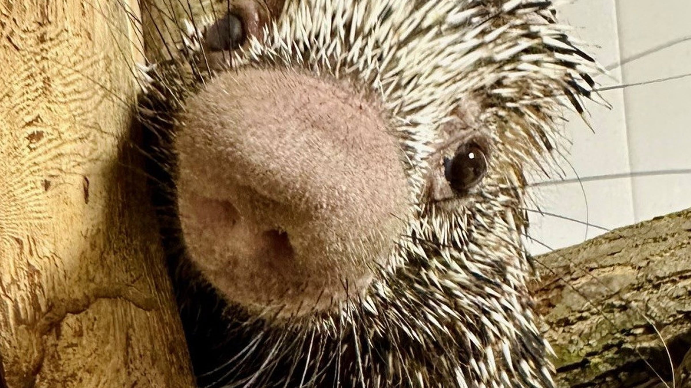 Prehensile-tailed porcupine encounter inside the Ambassador Building at Majestic Meadows Alpacas Ohio