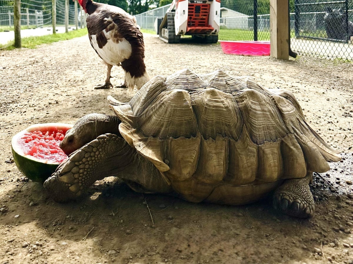 Sulcata tortoise at Majestic Meadows Alpacas semi-private guided animal encounter in Medina Ohio