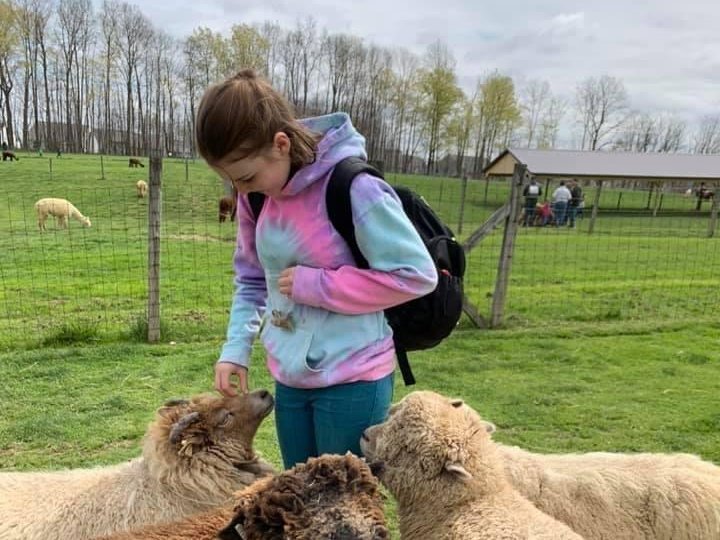 Children learning farm chores at Majestic Meadows Alpacas Medina