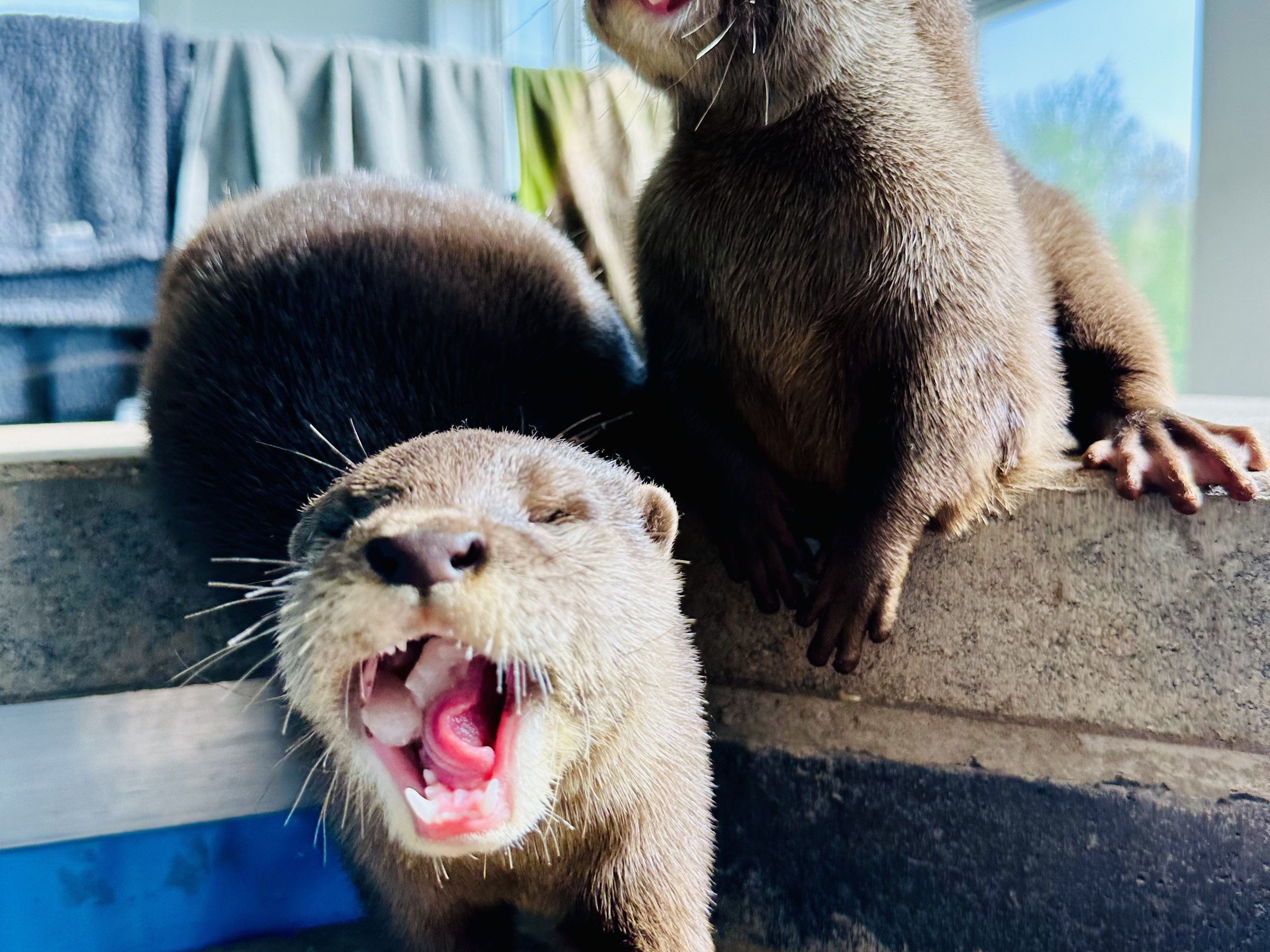 Asian small-clawed otter at Majestic Meadows Alpacas petting zoo